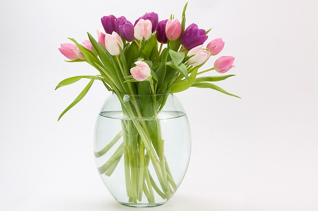 bos tulpen